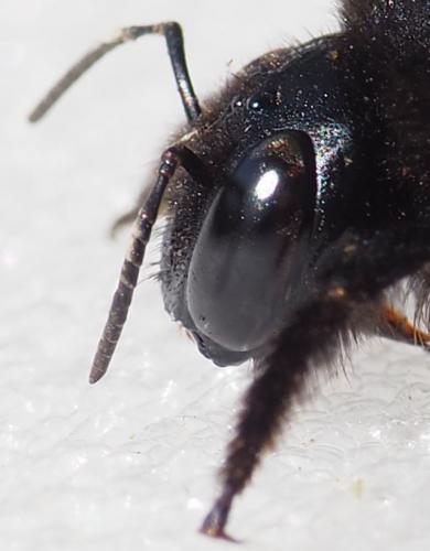 Xylocopa sp.
